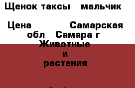 Щенок таксы - мальчик › Цена ­ 5 000 - Самарская обл., Самара г. Животные и растения » Собаки   . Самарская обл.